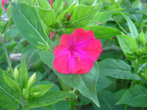 Image of Four o'Clock flower