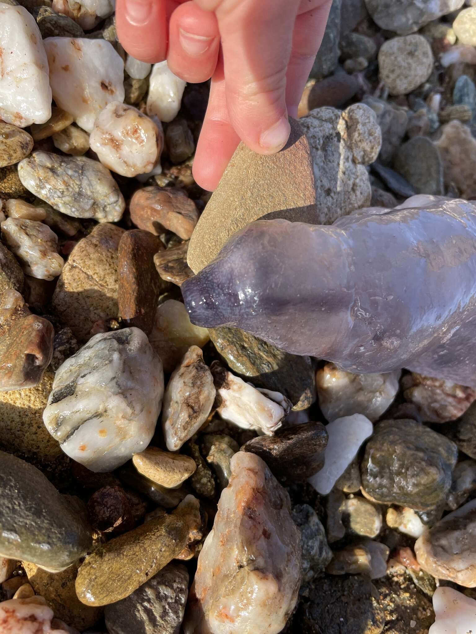 Image of Floating sea snail