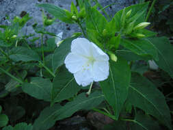 Image of Four o'Clock flower