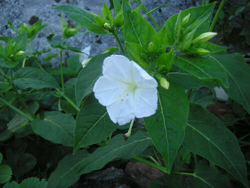 Image of Four o'Clock flower