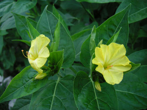 Image of Four o'Clock flower