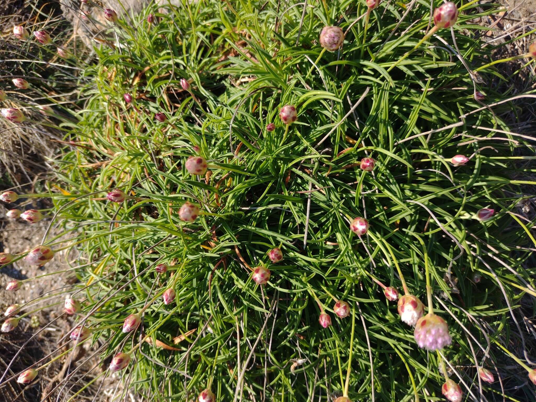 Plancia ëd Armeria ruscinonensis Girard