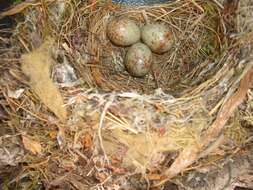 Image of Spotted Flycatcher