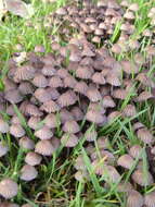 Image of Trooping Inkcaps