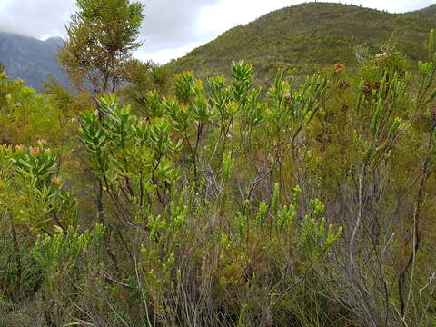 Image of Ember pincushion