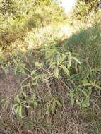 Image de Solanum campylacanthum subsp. campylacanthum