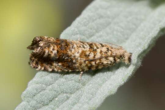 Image of Epinotia kochiana Herrich-Schäffer