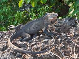 Image of West Indian Iguana