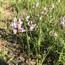 Image of Englemann's milkvetch