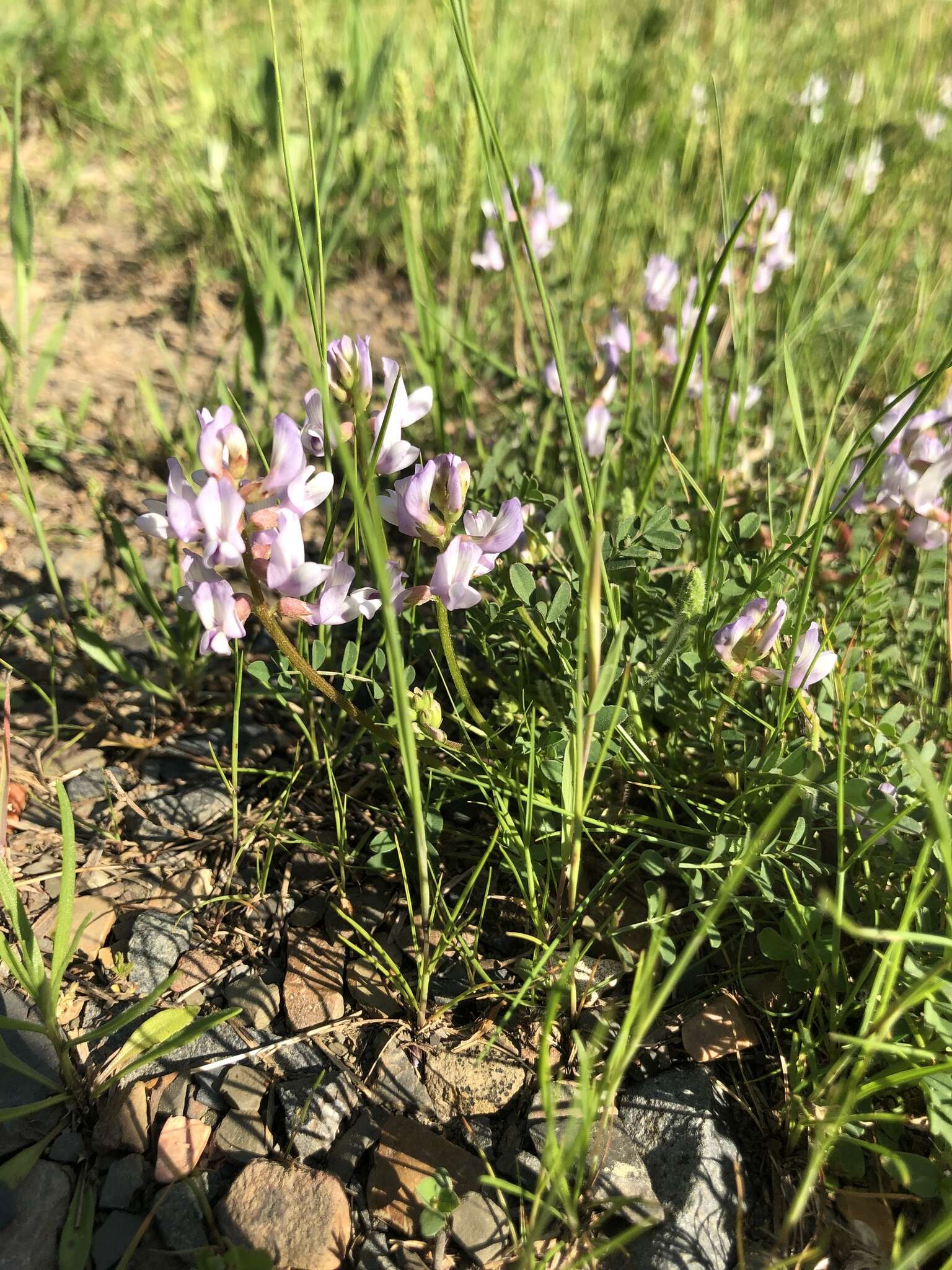 Image of Englemann's milkvetch