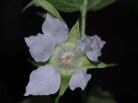 Image of Rubus corchorifolius L. fil.