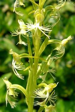 Platanthera lacera (Michx.) G. Don resmi