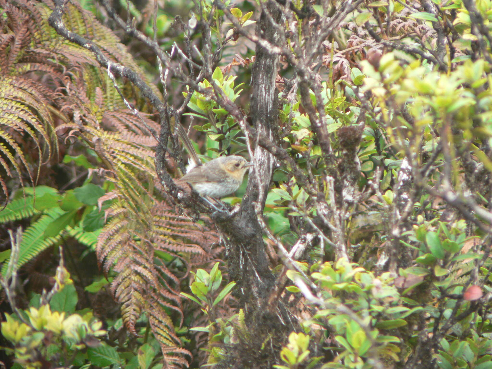 Image of Kaua`i `Elepaio