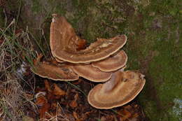 Image of Turkey Tail