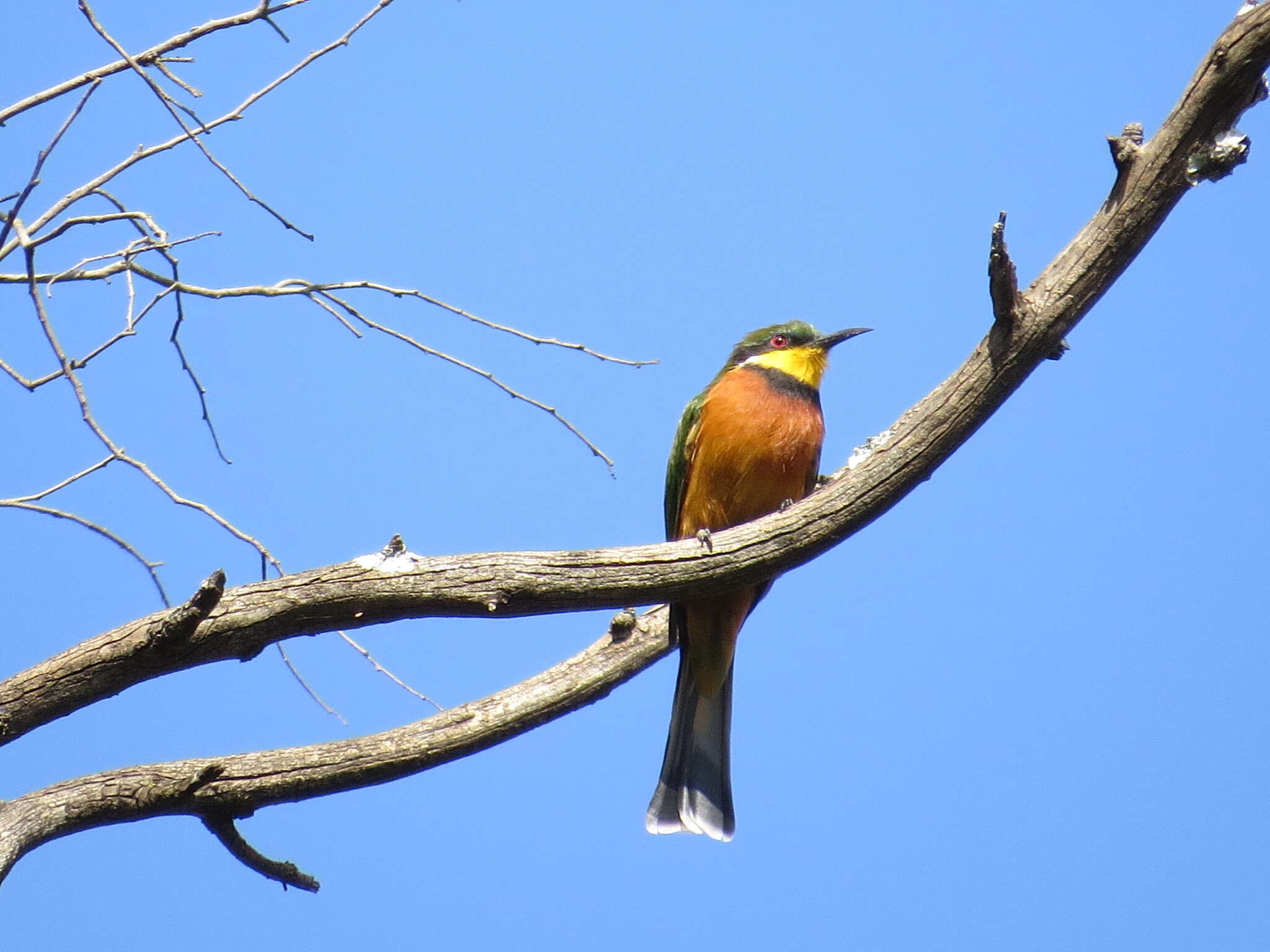 Image of Cinnamon-breasted Bee-eater