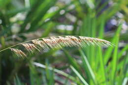 Image of Lopsided Indian Grass