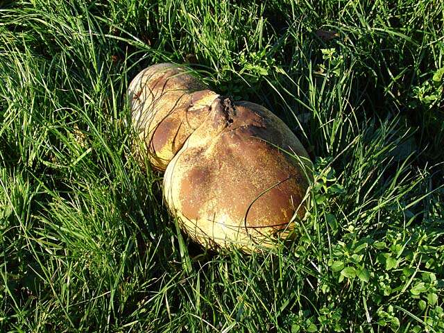 Image of Calvatia gigantea (Batsch) Lloyd 1904