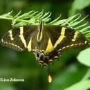 Image of Machaonides Swallowtail