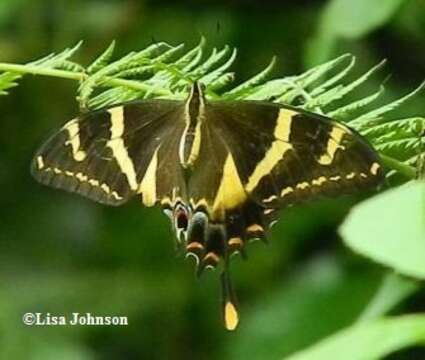 Image of Papilio machaonides Esper 1796