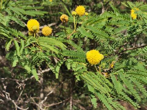 Plancia ëd Leucaena greggii S. Watson