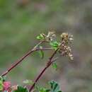 Image de Lachemilla pectinata (Kunth) Rothm.