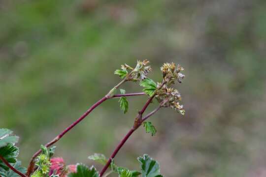 Plancia ëd Lachemilla pectinata (Kunth) Rothm.