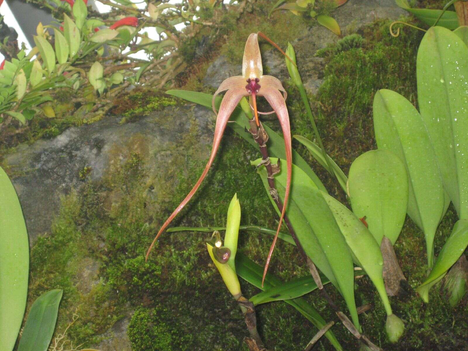 Image of Bulbophyllum echinolabium J. J. Sm.