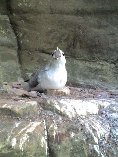 Image of Fulmar