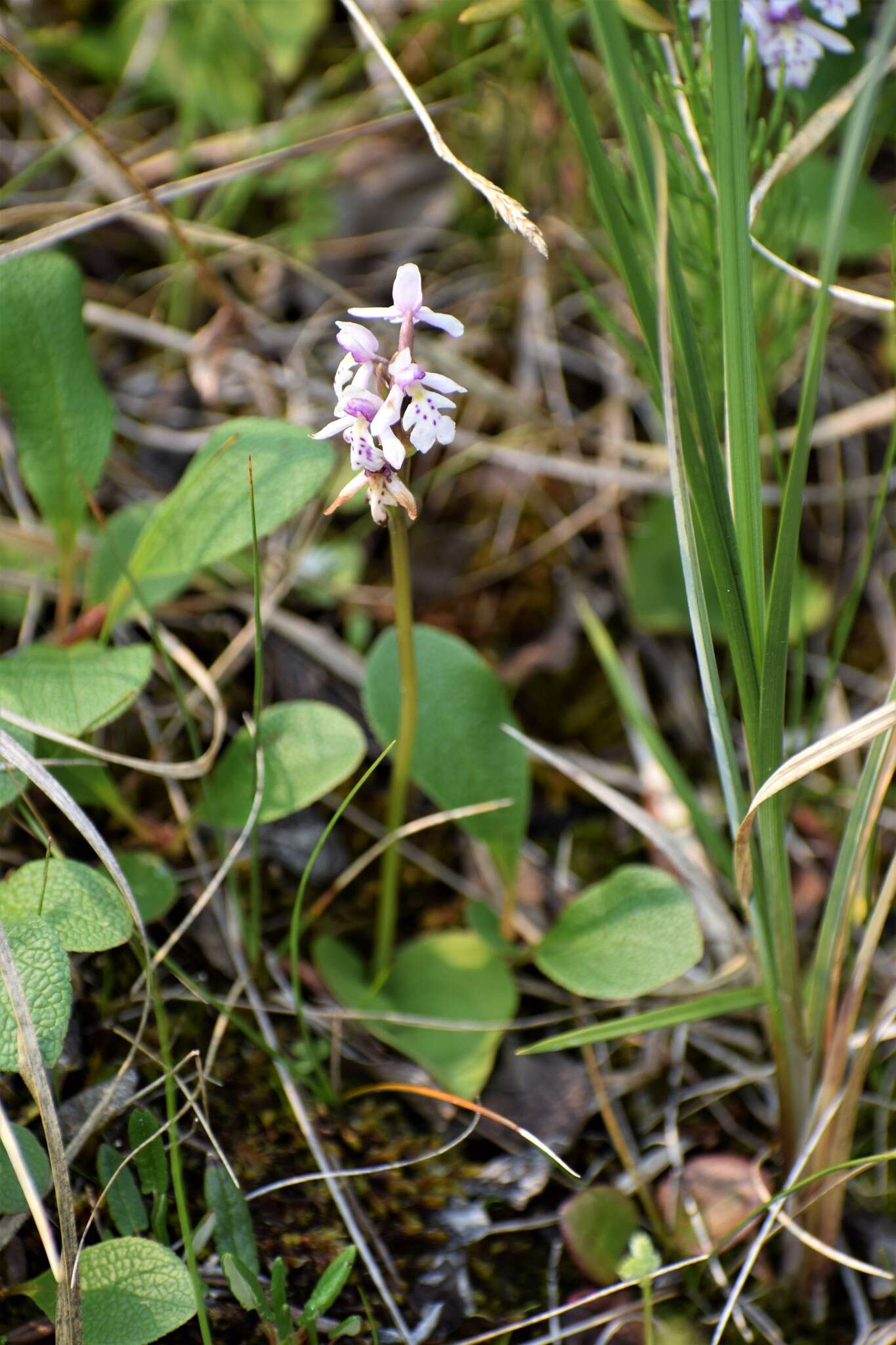 Galearis rotundifolia (Banks ex Pursh) R. M. Bateman resmi