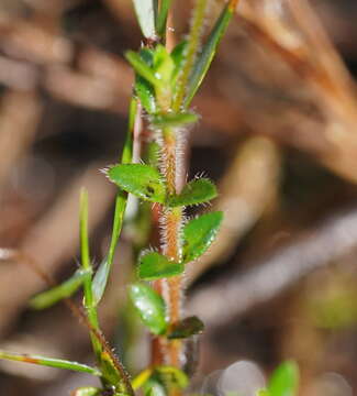 Mitrasacme pilosa Labill.的圖片