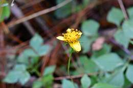 صورة Bidens ostruthioides (DC.) Sch. Bip.