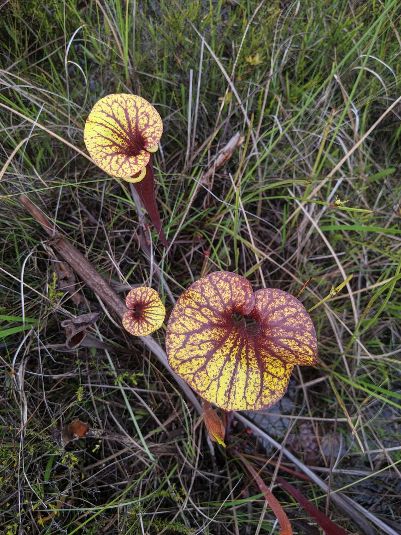 Image of <i>Sarracenia flava</i> var. <i>rubricorpora</i>