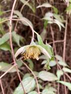 Image of Philadelphus mexicanus Schltdl.