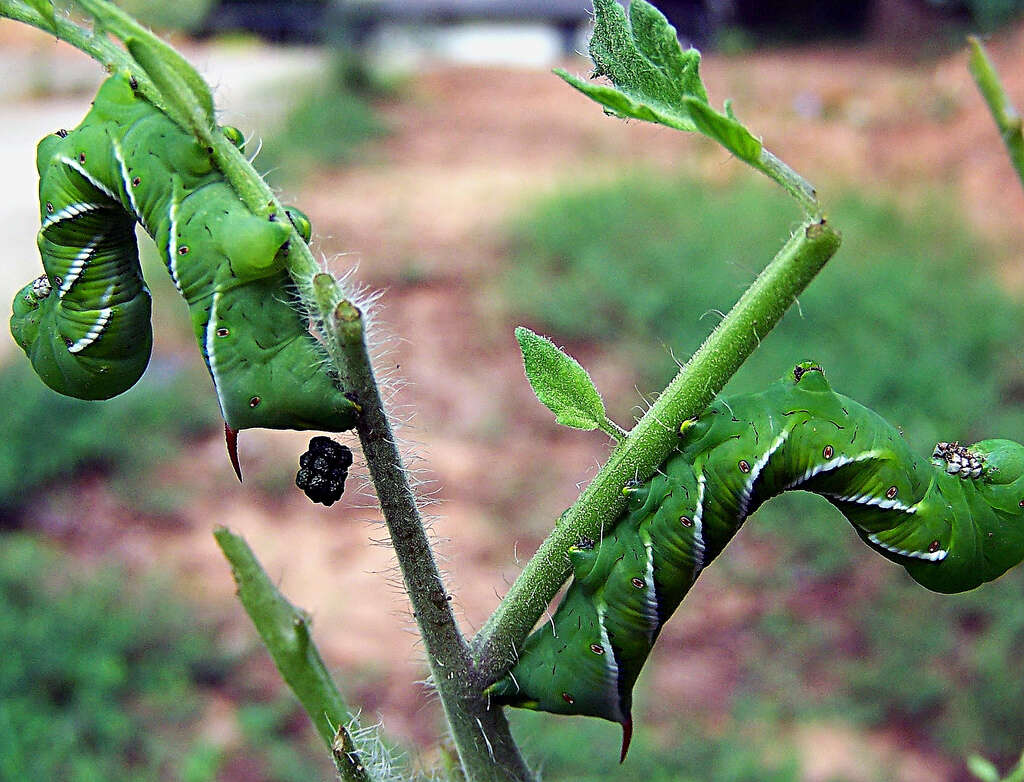 Image of Carolina sphinx