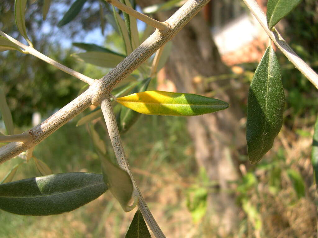 Plancia ëd Olea europaea L.