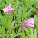 Impatiens chinensis L. resmi