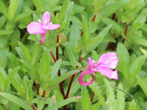 Impatiens chinensis L. resmi