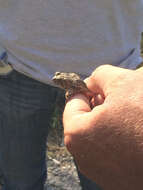 Image of Fowler's Toad