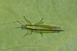 Image de Gesonula punctifrons (Stål 1861)