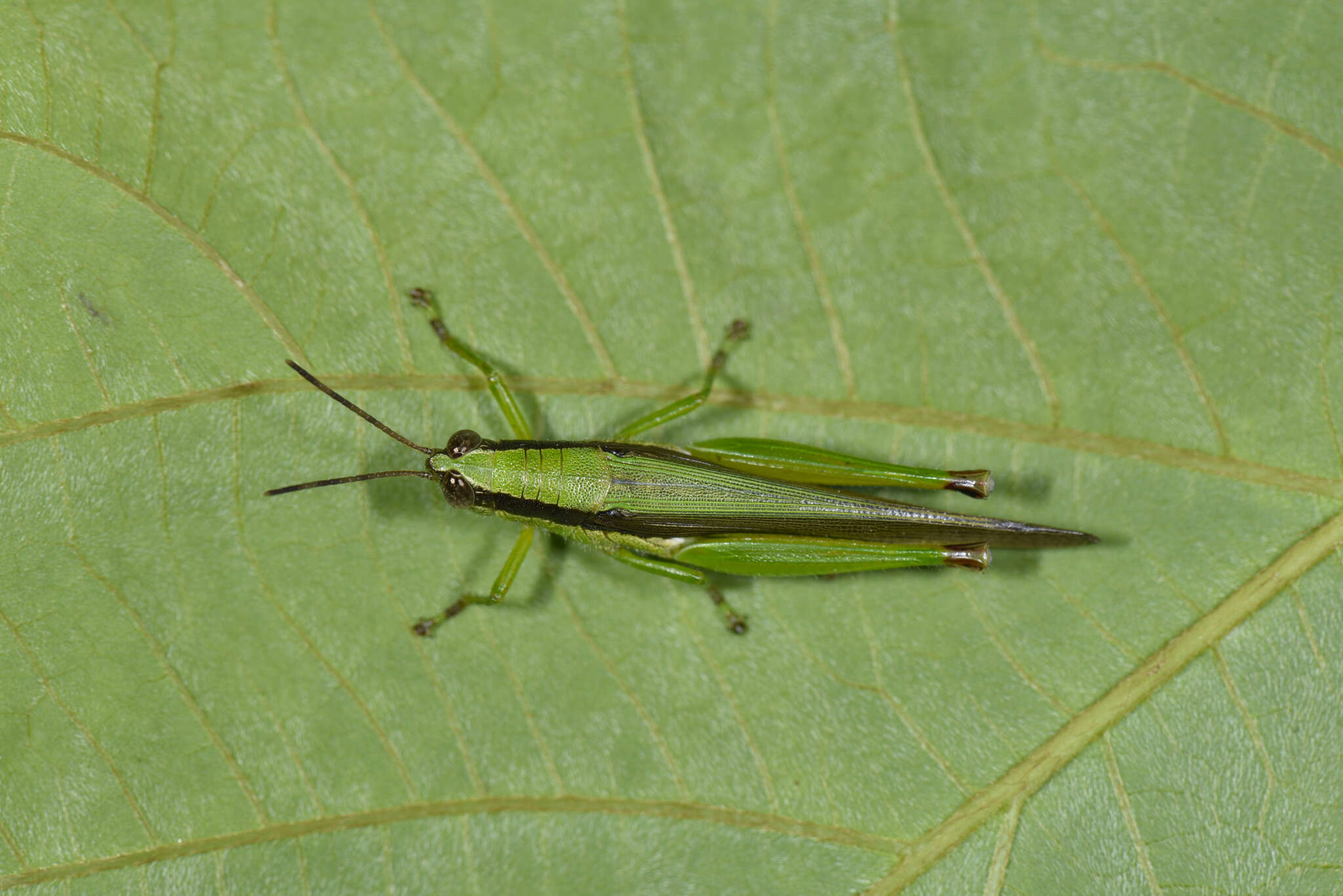 Image de Gesonula punctifrons (Stål 1861)