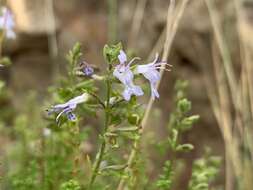 Imagem de Salvia namaensis Schinz