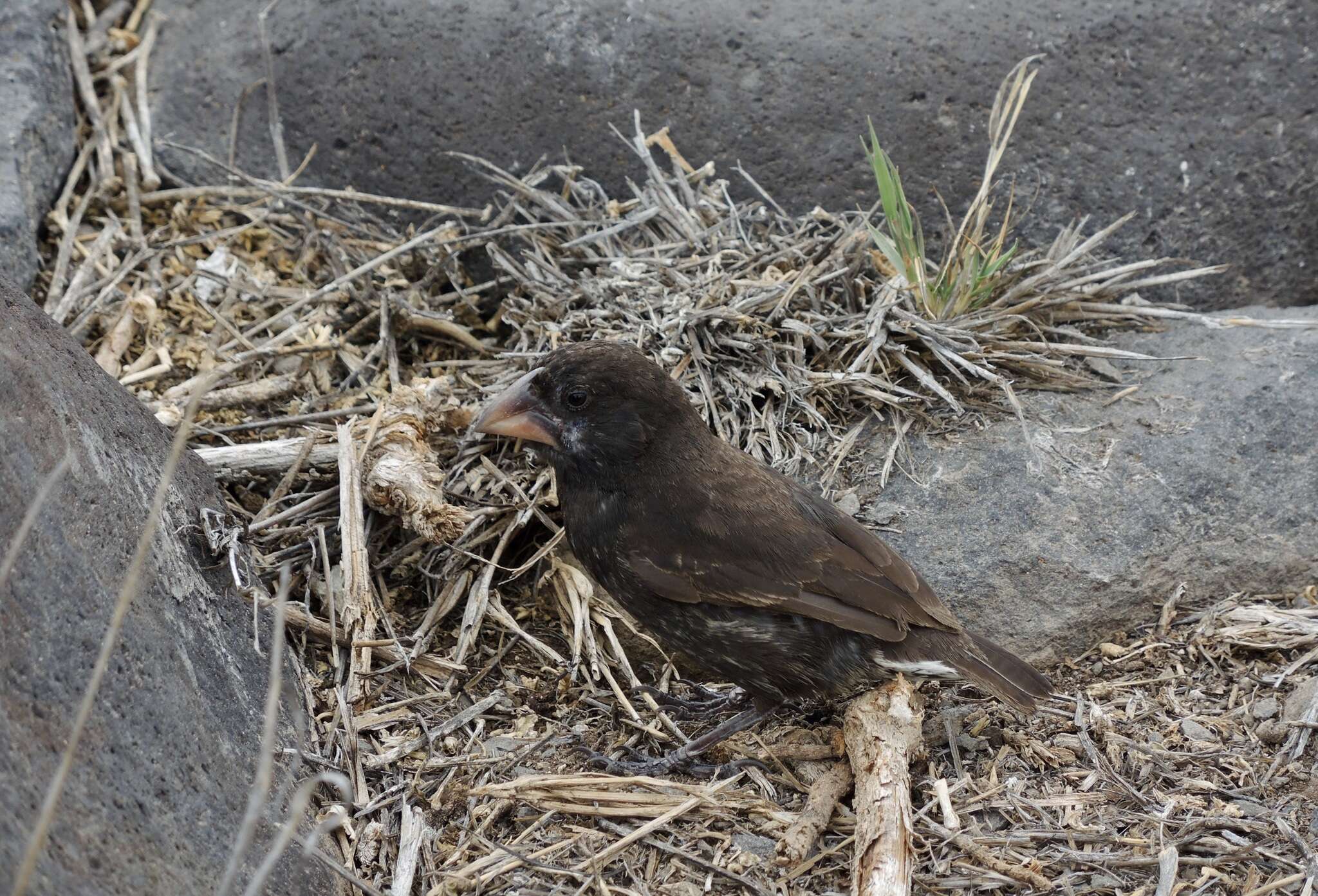 Image of Espanola Cactus Finch