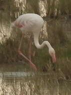 Imagem de Phoenicopterus roseus Pallas 1811