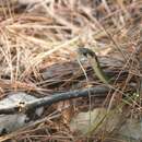 Image of Black-banded Keelback