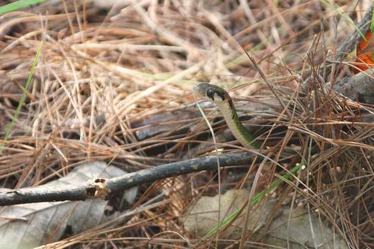 Image of Black-banded Keelback