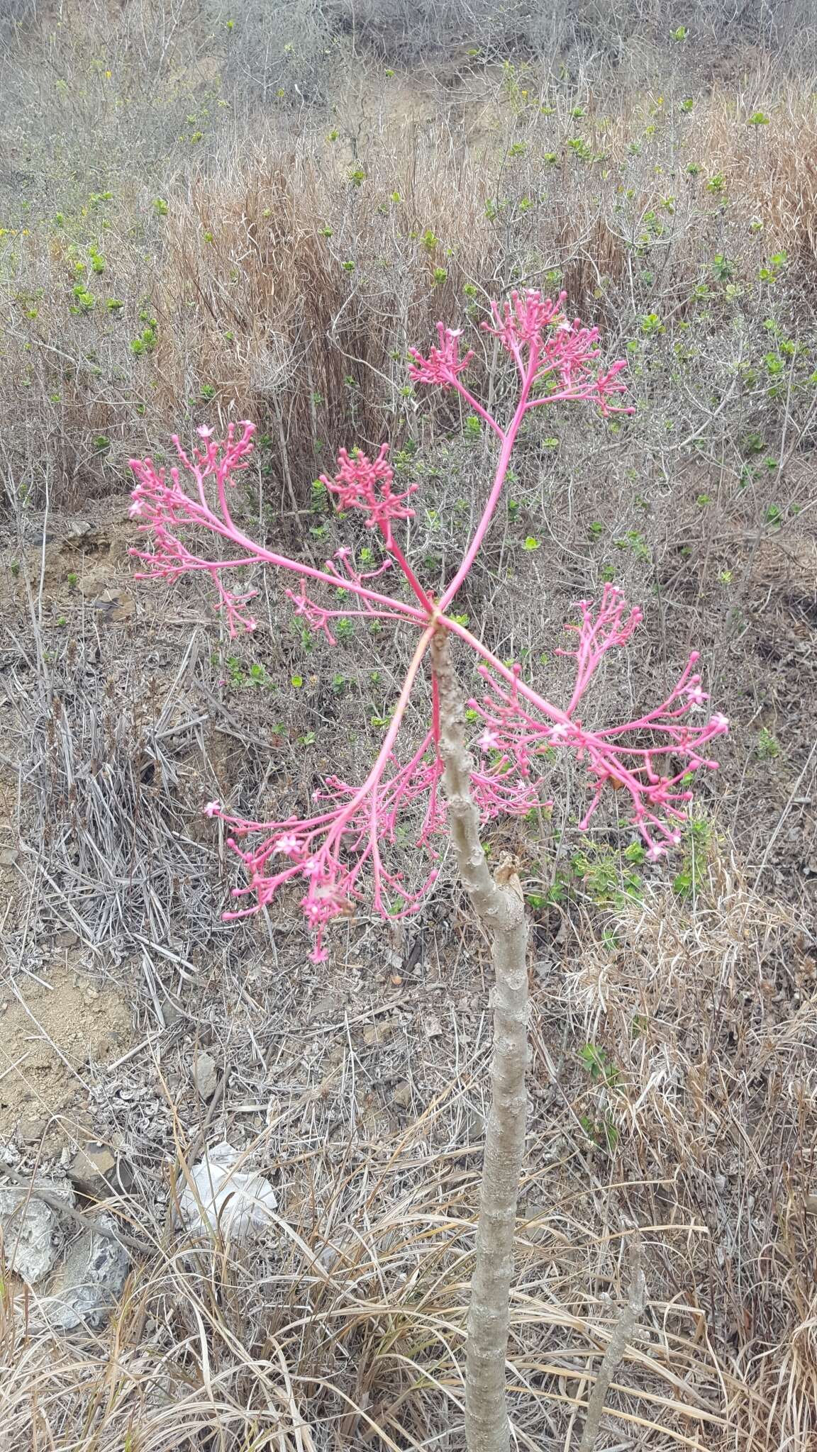 Image of Vasconcellea parviflora A. DC.