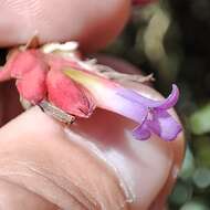 Image of Tillandsia tovarensis Mez