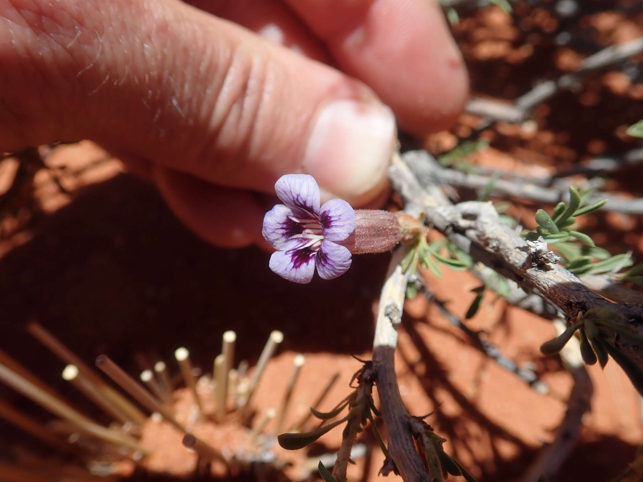 Image of Aptosimum albomarginatum Marl. & Engl.