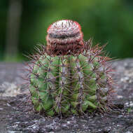 Image de Melocactus smithii (Alexander) Buining