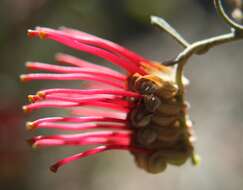 Image of Silky-oak